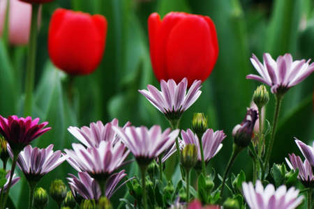 flowerの写真素材