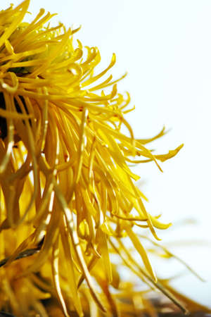 close up of Chrysanthemumの写真素材