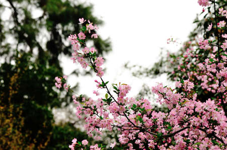 close up of Malus halliana