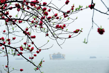 Peach blossomの写真素材