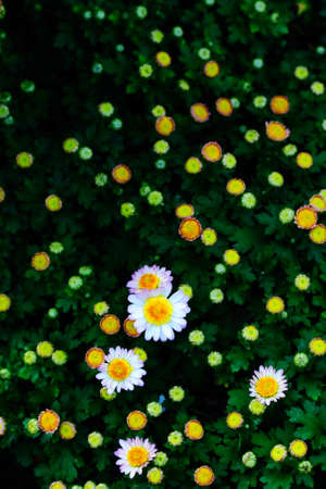 Chrysanthemum in the gardenの写真素材