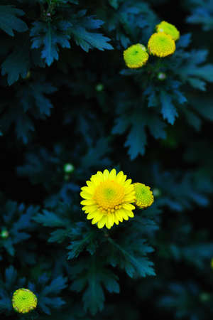 Chrysanthemum in the gardenの写真素材