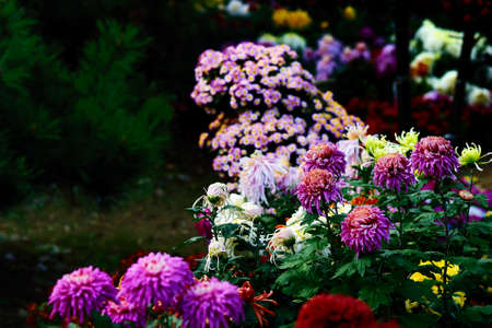 Chrysanthemum in the gardenの写真素材