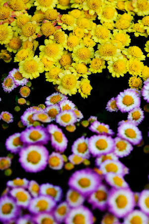 Chrysanthemum in the gardenの写真素材