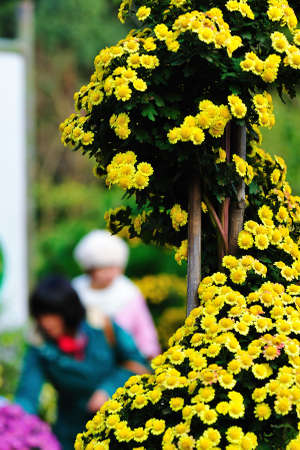 Chrysanthemumの写真素材