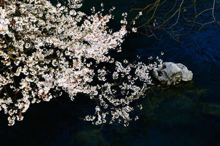 Cherry blossomsの写真素材