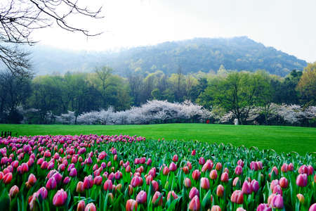 Prince of Hangzhou Bay Parkの写真素材