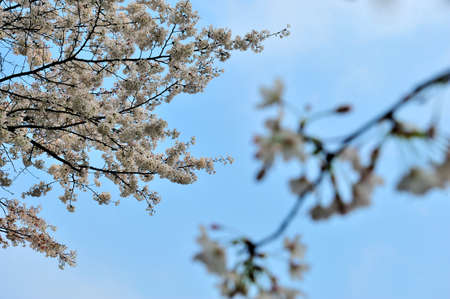 Cherry blossoms