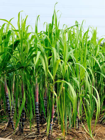 Sugar Caneの写真素材