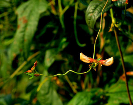 Cowpea flower