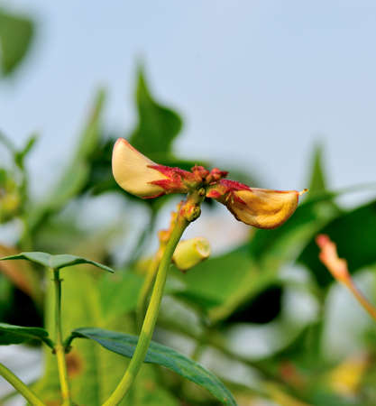 Cowpea flowerの写真素材