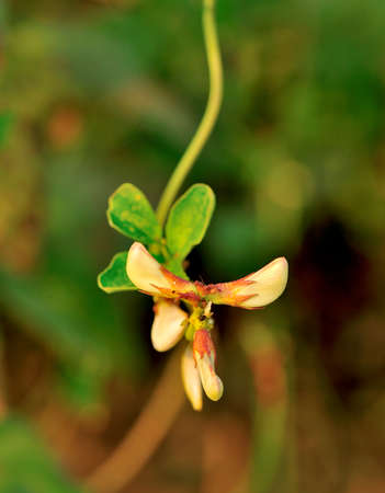 Cowpea flowerの写真素材