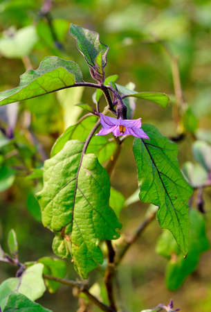 Eggplant flowerの写真素材