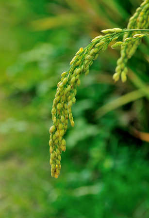 riceの写真素材