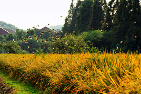 Paddyの写真素材