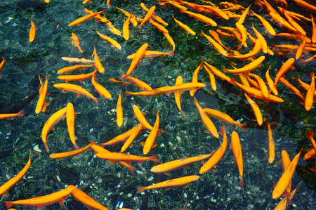 Salmonの写真素材