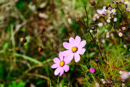 Cosmosの写真素材