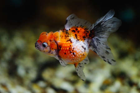 Chinese Goldfishの写真素材