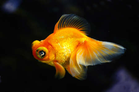 Chinese Goldfishの写真素材