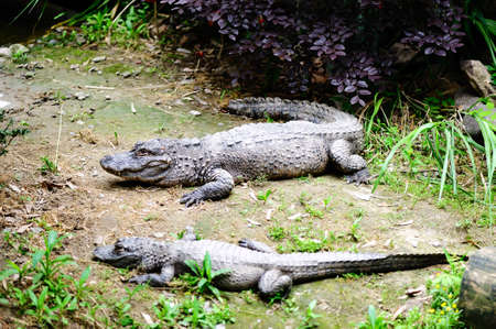 Chinese alligatorの写真素材