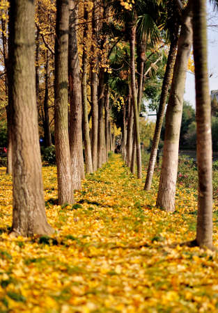 Autumn Ginkgo treeの写真素材