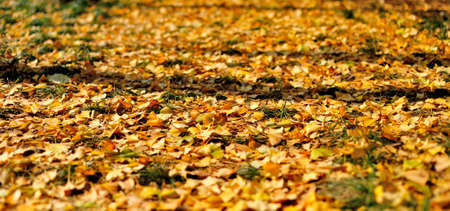 Ginkgo leavesの写真素材