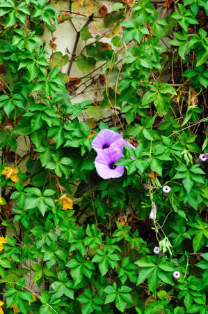 Morning gloryの写真素材