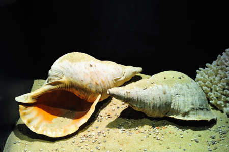 Conchesの写真素材