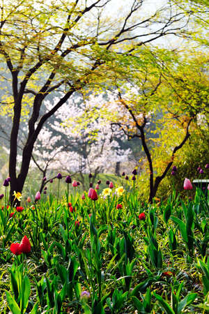 China, Hangzhou, taiziwan Parkの写真素材