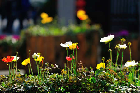 flowersの写真素材