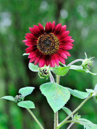 Black and Purple Sunflowerの写真素材