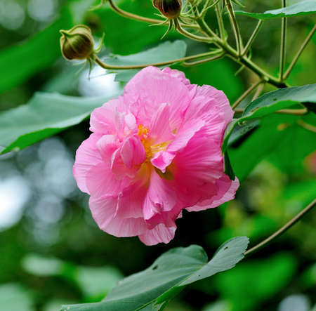 Hibiscusの写真素材