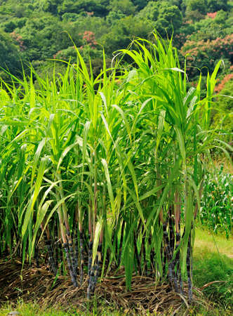 Caneの写真素材