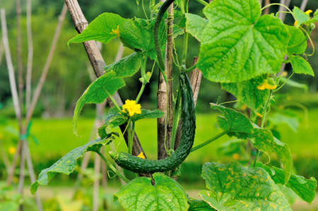 Cucumberの写真素材
