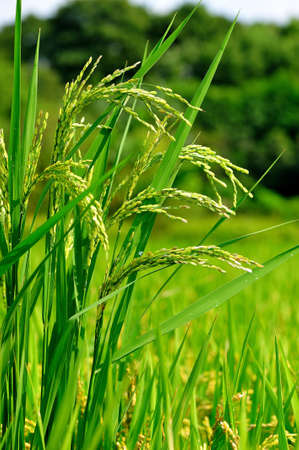 Riceの写真素材
