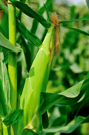 Corn