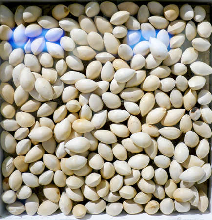 Ginkgoの写真素材