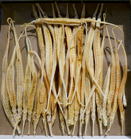 Seaweed pipefishの写真素材