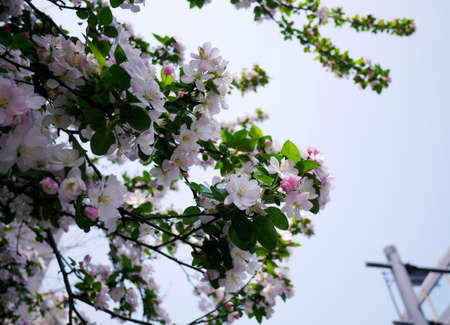 flowersの写真素材
