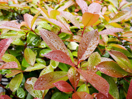 Photinia Red Robinの写真素材