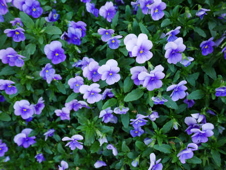 wild pansyの写真素材