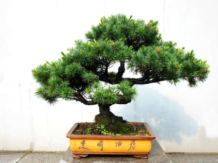 bonsaiのeditorial素材