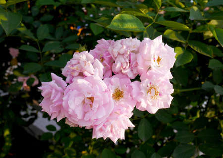Rosa multiflora
