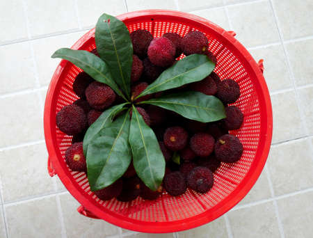 Chinese Bayberry in the basketの写真素材