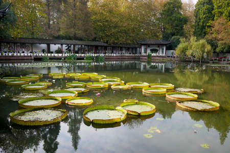 Giant Lotus in the gardenのeditorial素材