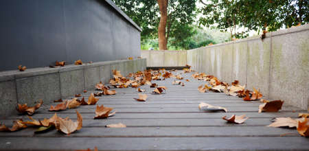 Defoliationの写真素材