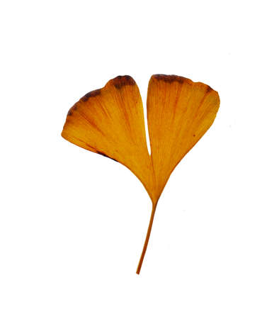 Ginkgo bilobaの写真素材