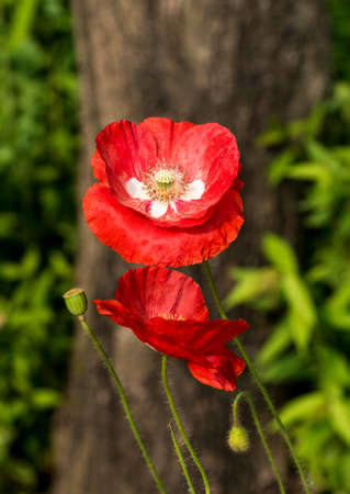 Corn poppyの写真素材