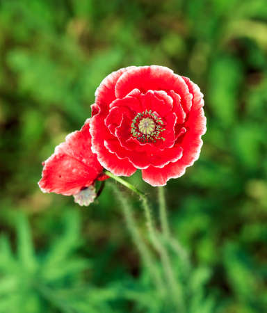 Corn poppyの写真素材