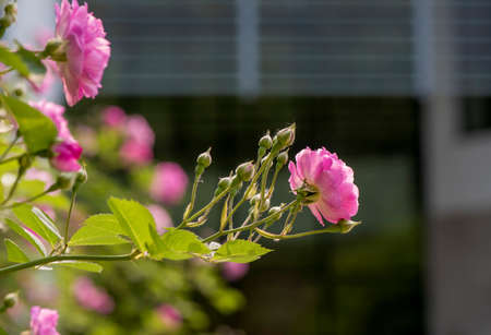 Rosa multifloraの写真素材